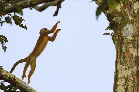 3-Days Tour in the Amazon Rainforest at Curassow Amazon Lodge