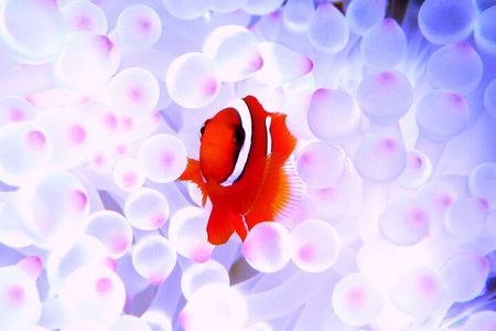 Okinawa: Naha: 1 day Kerama Islands experience diving/snorkeling 