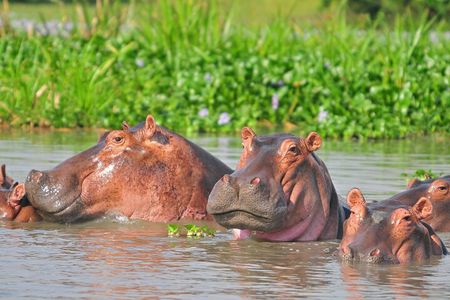 Murchison Falls 3 Day Tour with Private Transportation