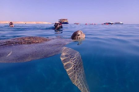 Marsa Mubarak Snorkeling with Turtles & Dugongs from Marsa Alam