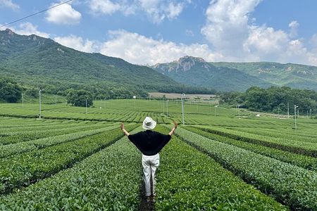 Boseong & Gangjin Green Tea Tour (Private)