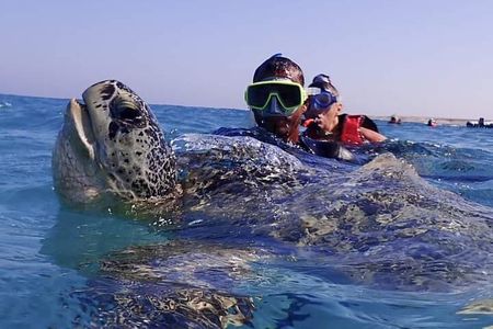 Marsa Mubarak Boat Trip with Turtles & Dugongs from Marsa Alam