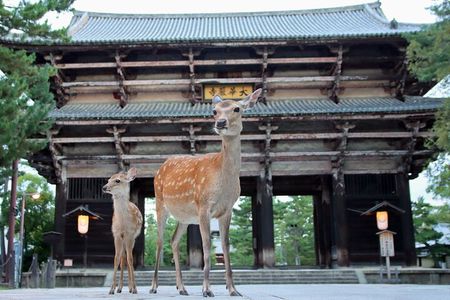 Perfect Nara Park Half-Day Bus Tour with English Speaking Guide