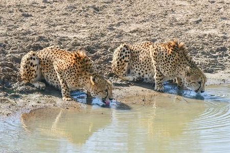 BIG 5 Kruger 3 Days Safari from Johannesburg 