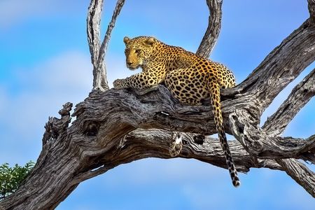 BIG 5 Kruger 4 Day Safari From Johannesburg 