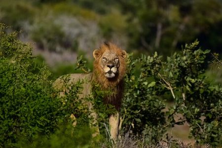 Kruger National Park. 3 Days Best Ever Safari from Cape Town