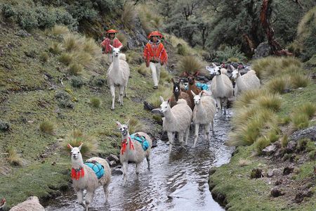 Cultural Multi Day Tour from Lares to Machu Pichu with Llamas