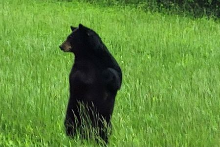 Smoky Mtn Cades Cove, RR/Logging Museum-Foothills Pky Spring Tour