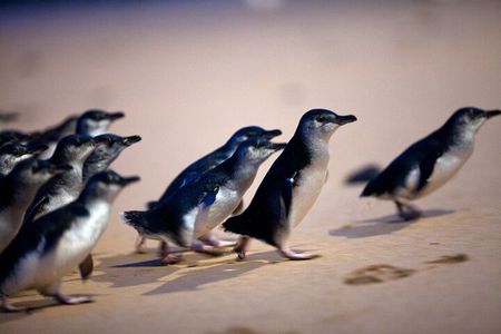 Phillip Island Penguin Parade, Wildlife and Beach Boxes Bus Tour