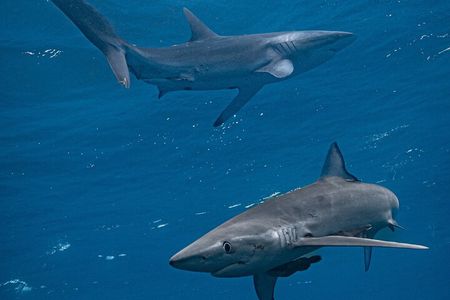 Shark Guided Diving Los Cabos