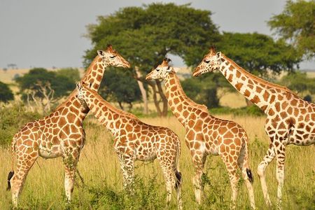 Private Tour In Giraffe Centre in Nairobi