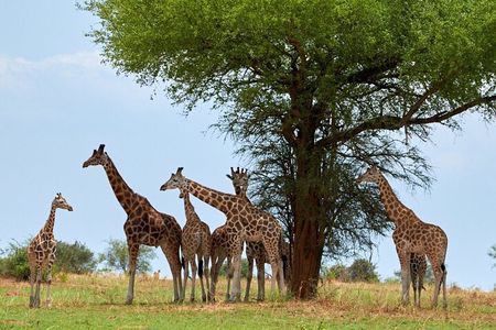 Private Tour to Giraffe Centre Adventure 