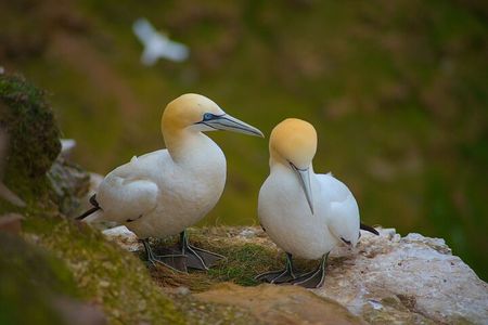 From Inverness: Whisky, Wildlife and Coasts Tour