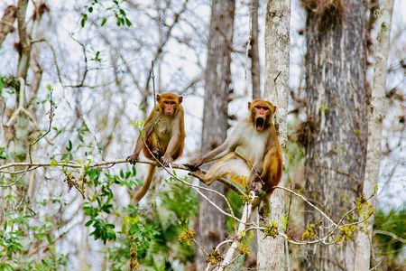 Manatees, Monkeys and Florida Natural Spring Adventure Tour 