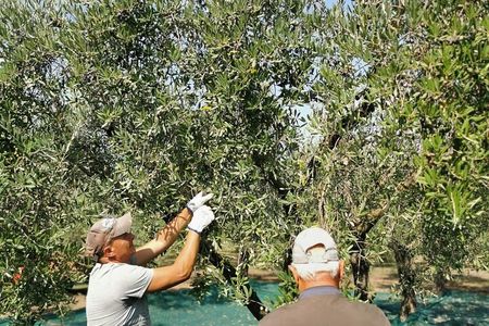 Olive harvest, visit to the oil mill and typical lunch 