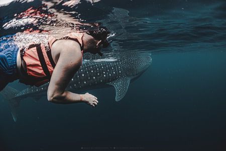 6 Hrs Whale Shark Private Watching Activity in Isla Mujeres