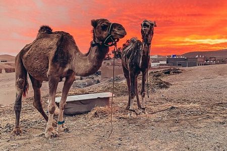 Agafay Desert : Quad and camel ride