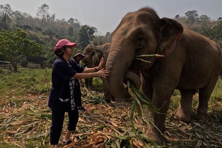 Elephant care program at Chiangmai Elephant Care