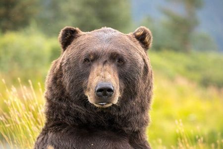 Scenic Tour to Wildlife Center from Anchorage with hotel pickup