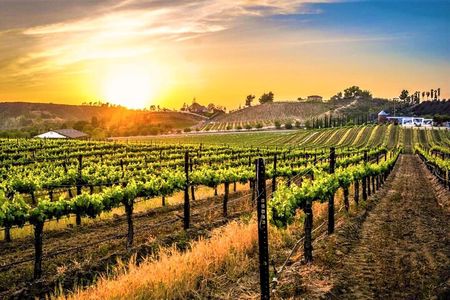 Temecula Wine Tour from San Diego
