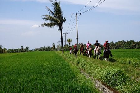 Bali Horse Riding on the Ricefields & Beach
