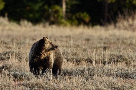 Private Yellowstone Wildlife Tours & Photo Safaris - Half Day 