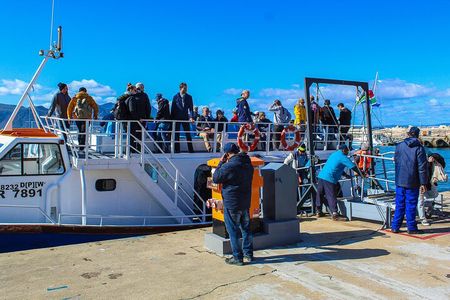 Whale Watching In Hermanus Penguins + Wine Tasting From Cape Town