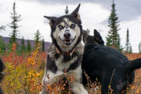 Tundra Walk with Free Running Sled Dogs