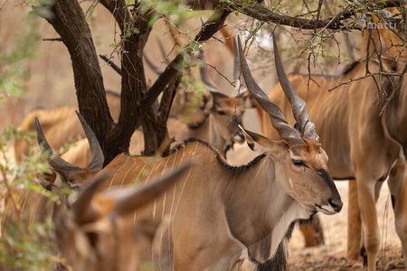 Half Day Tour :Bandia Animals Reserve