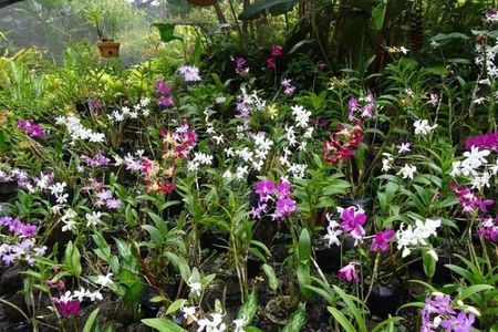 Private Tour: Hot spings & Sleeping Giant Garden hiking Adventure