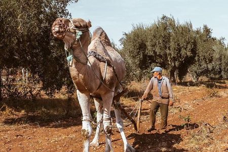 Private Vineyard Day from Marrakech Wine Tasting and City Tour