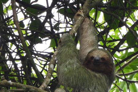 Sloth Tour in the Rainforest from Costa Rica