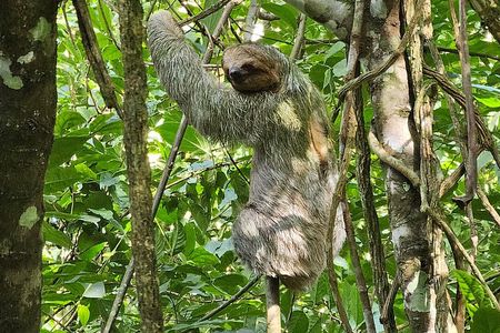 Sloth Tour in the Rainforest from Costa Rica