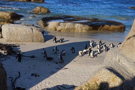 Full Day Cape of Good Hope and Boulders Beach Penguins Tour
