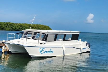 Starfish Encounter & Mangrove Exploration in Grand Cayman