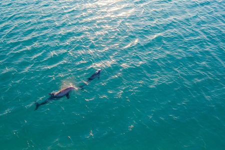 Golfo aranci : Dolphin spotting and snorkling in a dinghy