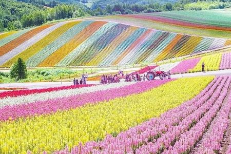 Shikisai-no-Oka and Furano Tour with buffet lunch from Sapporo