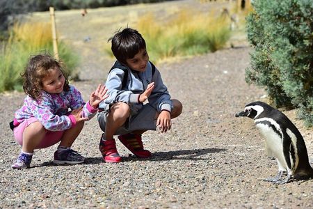 Full Day Punta Tombo - Walking Among Penguins Experience - Madryn