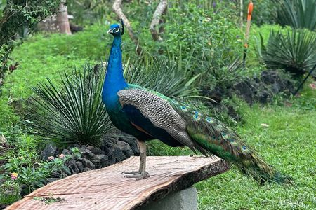 Full Day Puerto Vallarta Botanical Garden Tour
