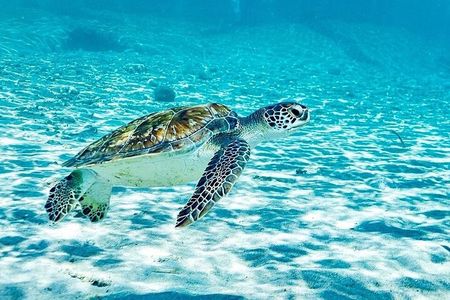 Snorkel with Turtles & Kenepa Grandi Beach: Nr.1 Island Day Trip