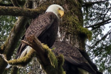 Alaska Wildlife Waterfall Tours