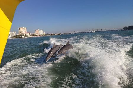 Orlando: Clearwater Beach, Dolphin Cruise Small Group Max 14 Tour