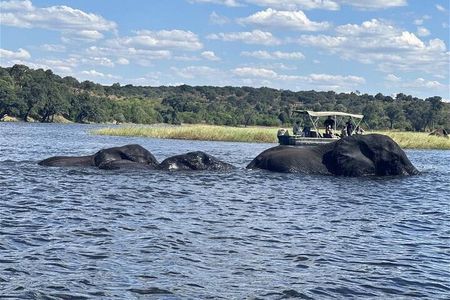The Chobe Safari Day trip from Livingstone 