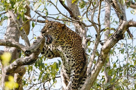 Evening Private Safari at Yala National Park by Yala La Safari Tours