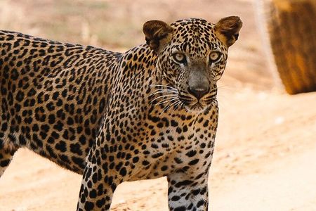 Full Day Private Safari at Yala National Park by La Safari Inn Tours