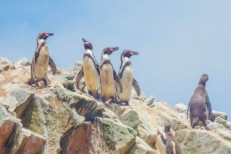 From Lima: PARACAS, ICA and OASIS HUACACHINA, ALL INCLUSIVE