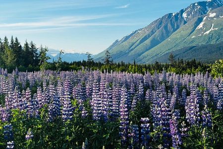 Seward to Anchorage transfer with National Park hike and AWCC