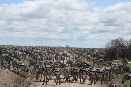 Private 5 Day Northern Tanzania Finest Safari