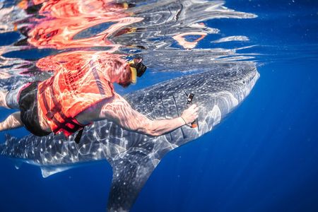Whale Shark Tour Isla Mujeres Max 10Pax Free Lunch