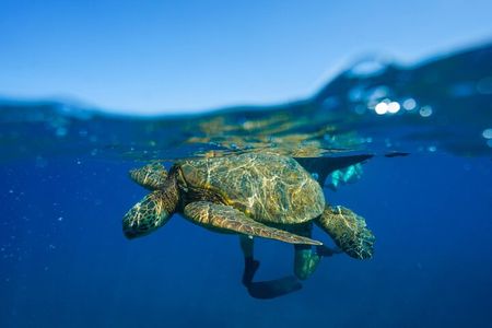 4 Hour Big Island Dolphin Watch Boat Tour, Snorkeling & BBQ Lunch